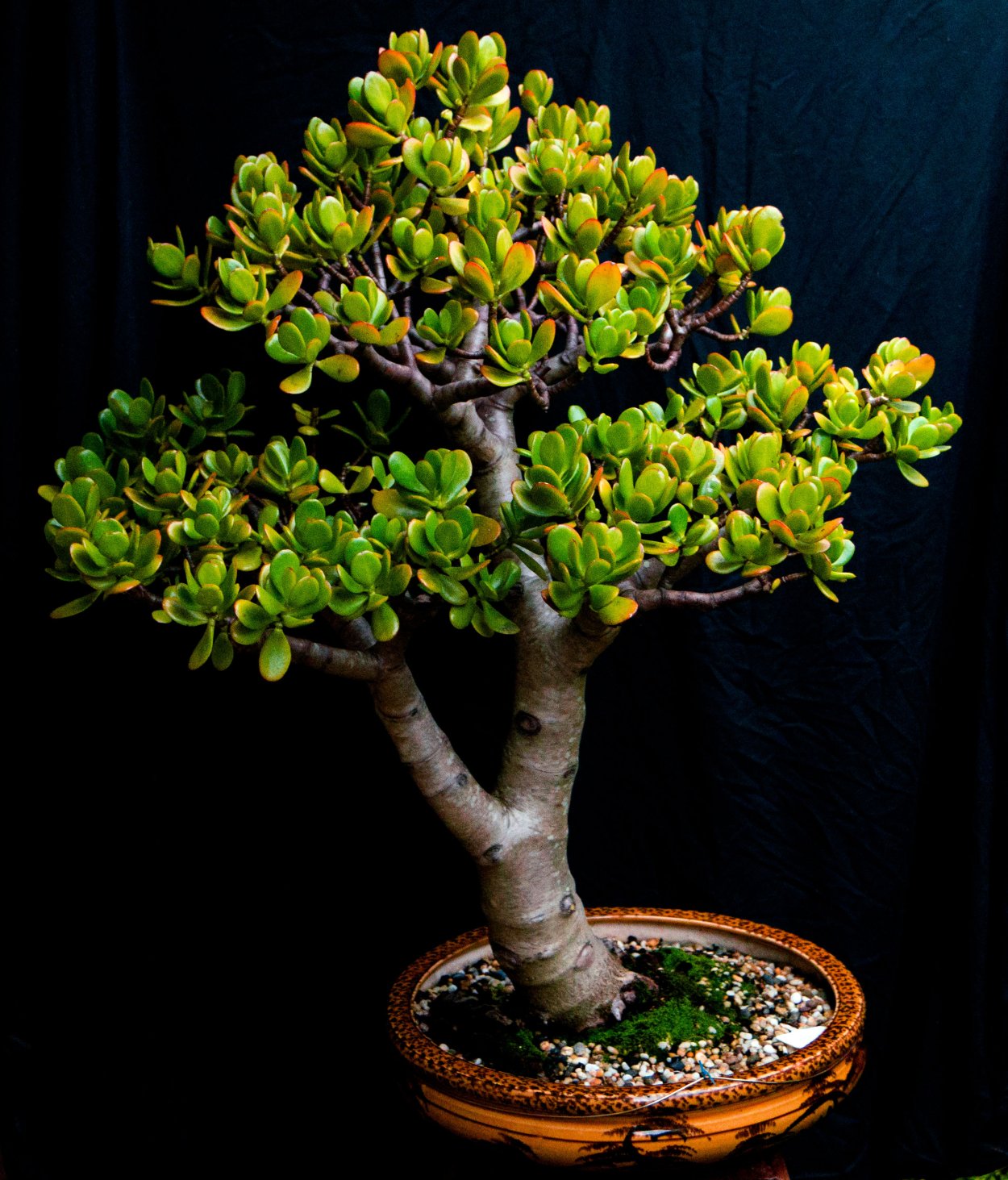 Толстянка аихризон