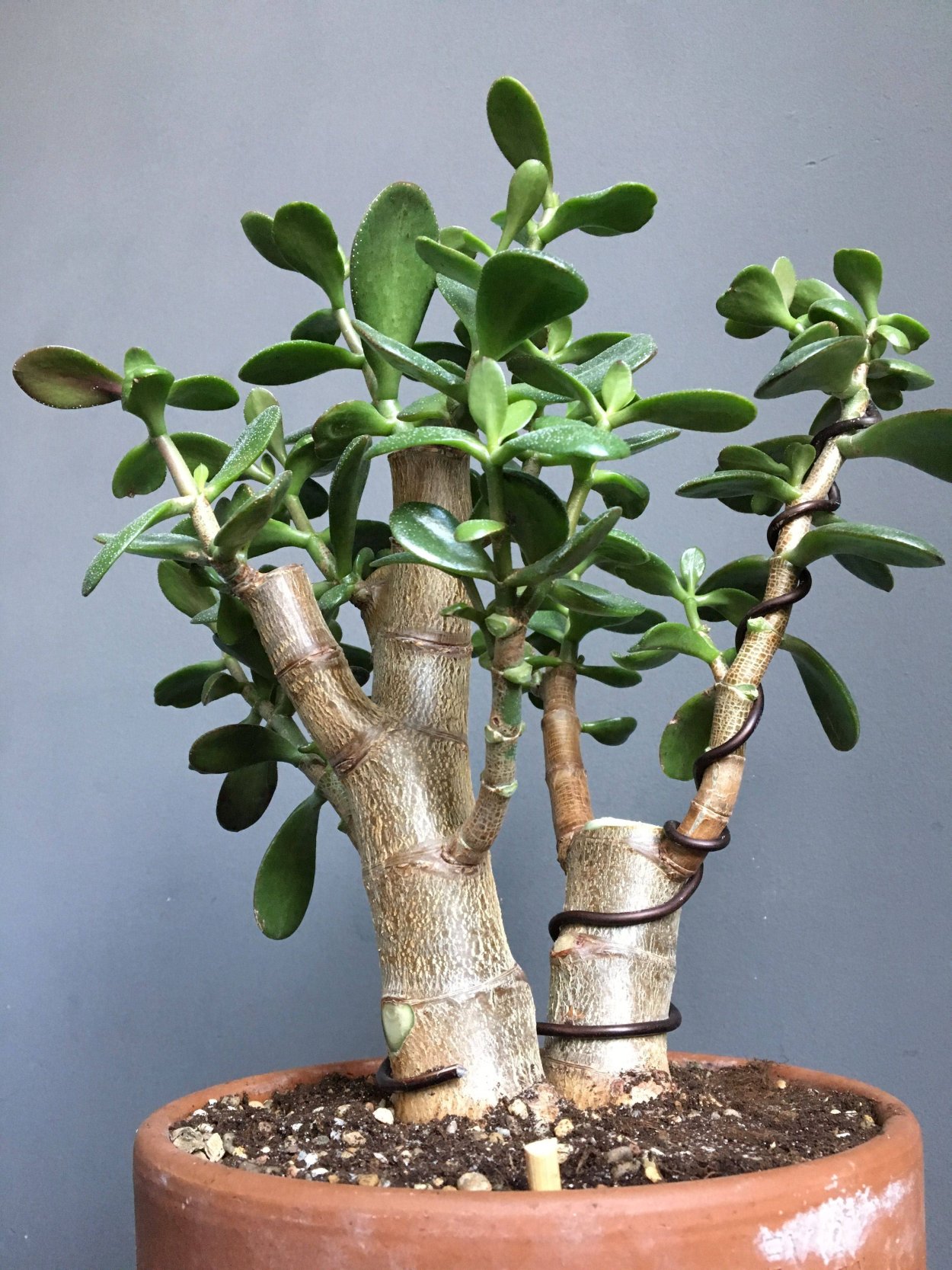 Формирование толстянки бонсай