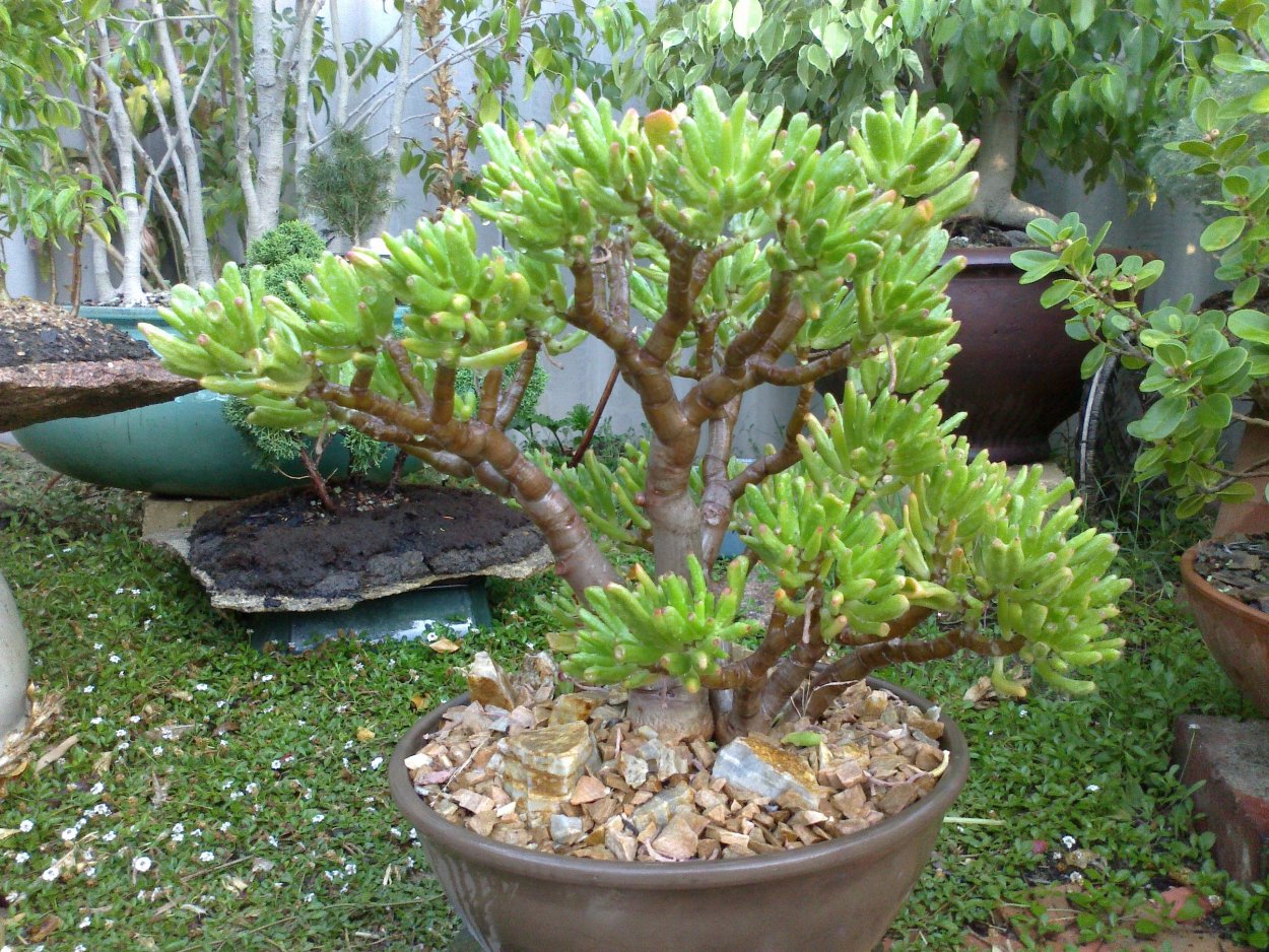 Крассула портулакария бонсай