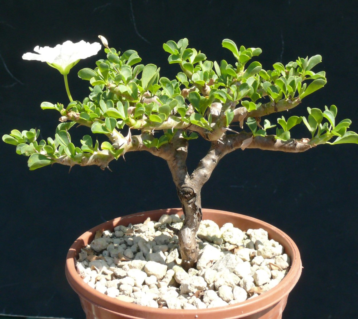 Толстянка побеги