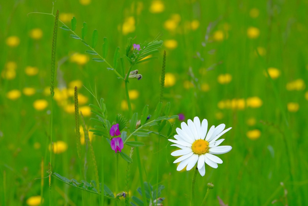 Ромашки на зеленом лугу