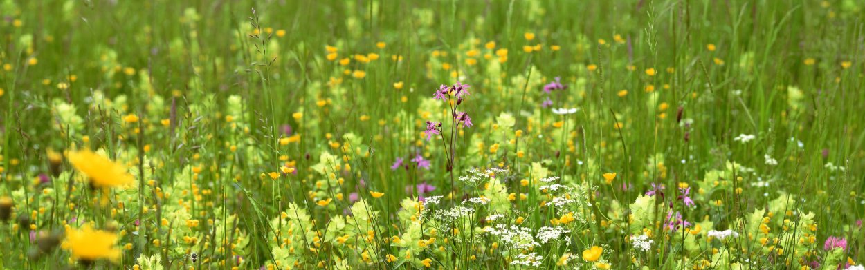 Луговые цветы панорама