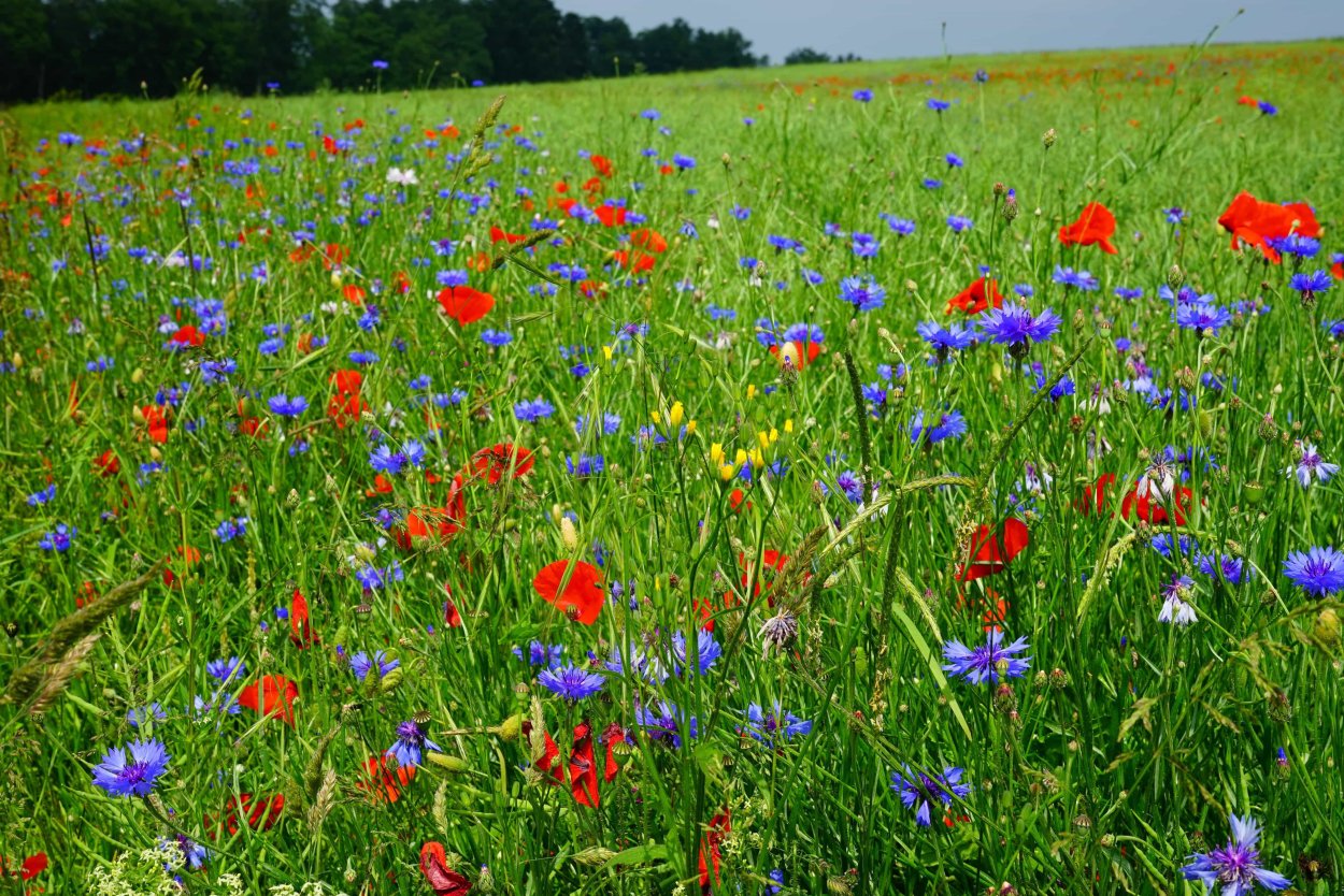 Луговые цветы