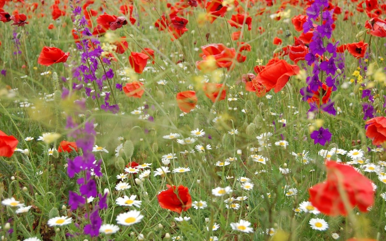 Фотообои на рабочий стол лето цветы