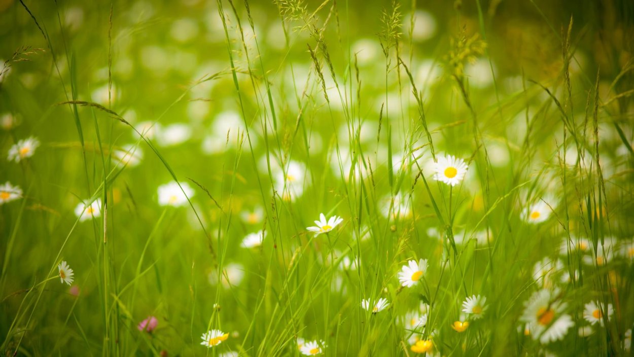 Лето зелень