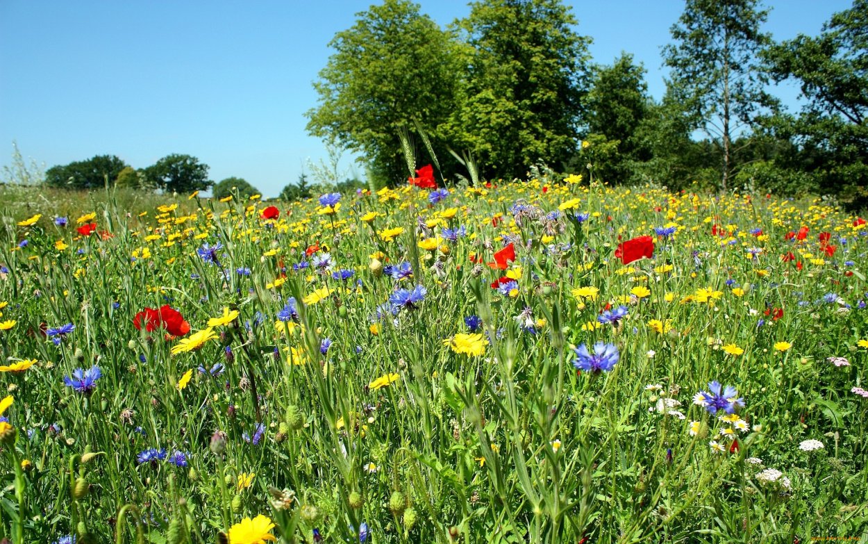 Луговые цветы