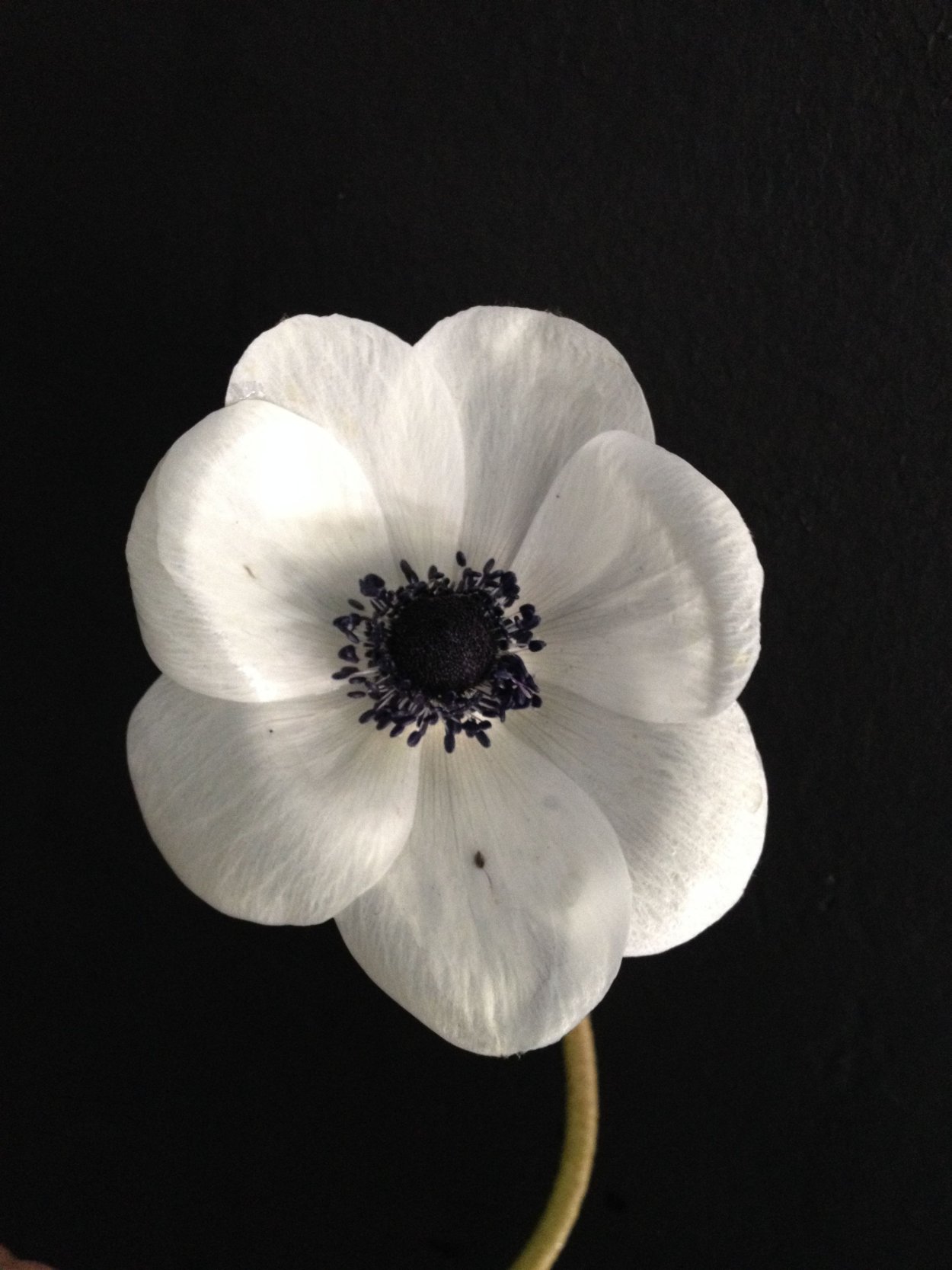 Анемон Эстетика