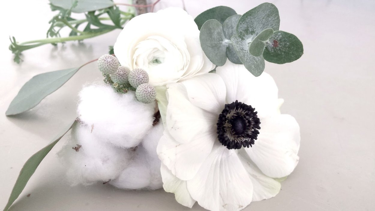 Анемон на белом фоне