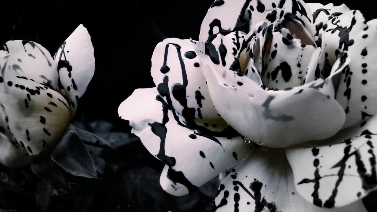 Крокусы белый с желтой серединкой