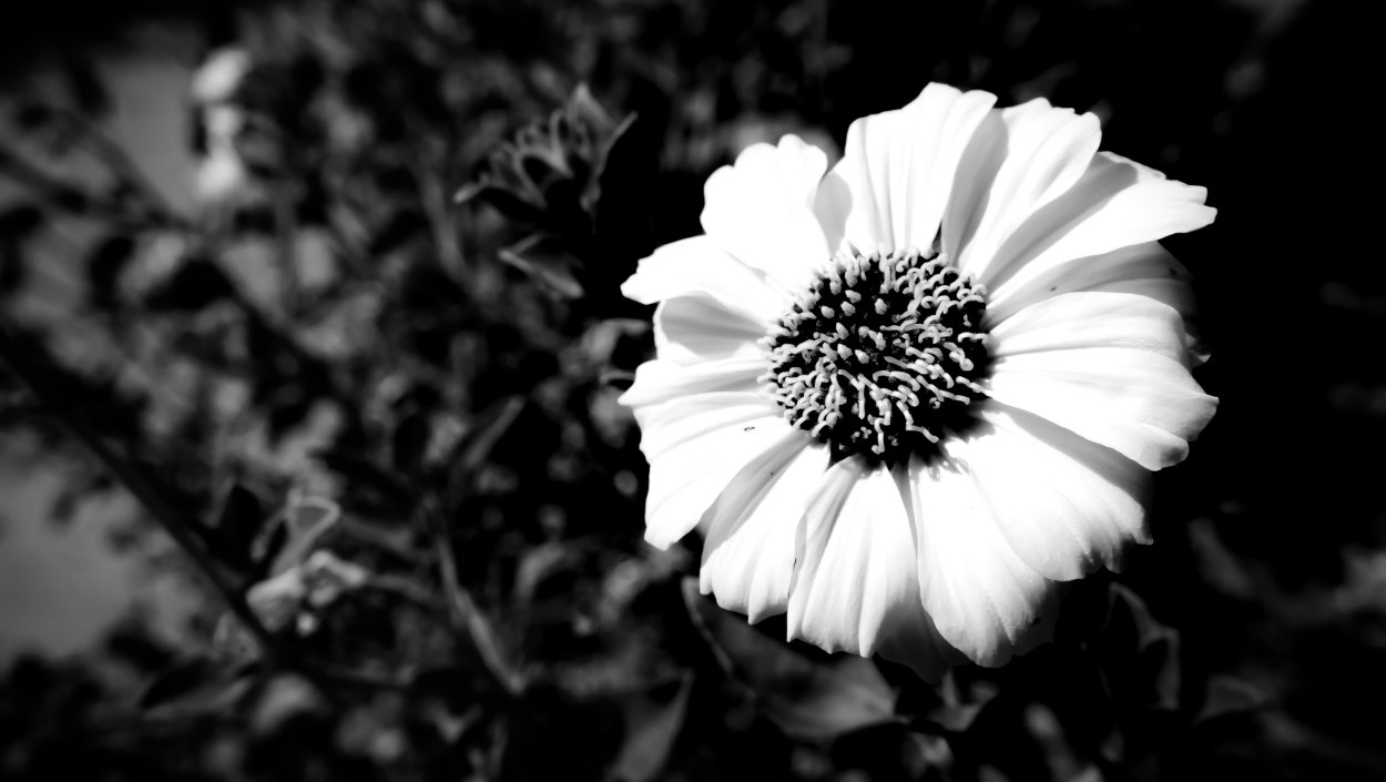 Остеоспермум белый с синей серединкой