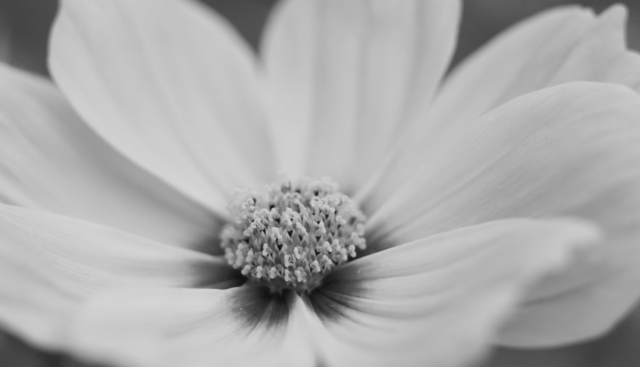 Anemone цветок белый