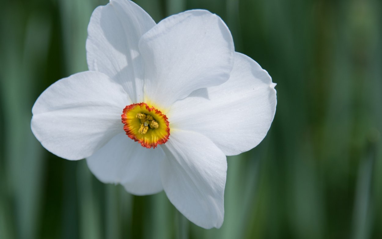 Нарцисс цветок белый
