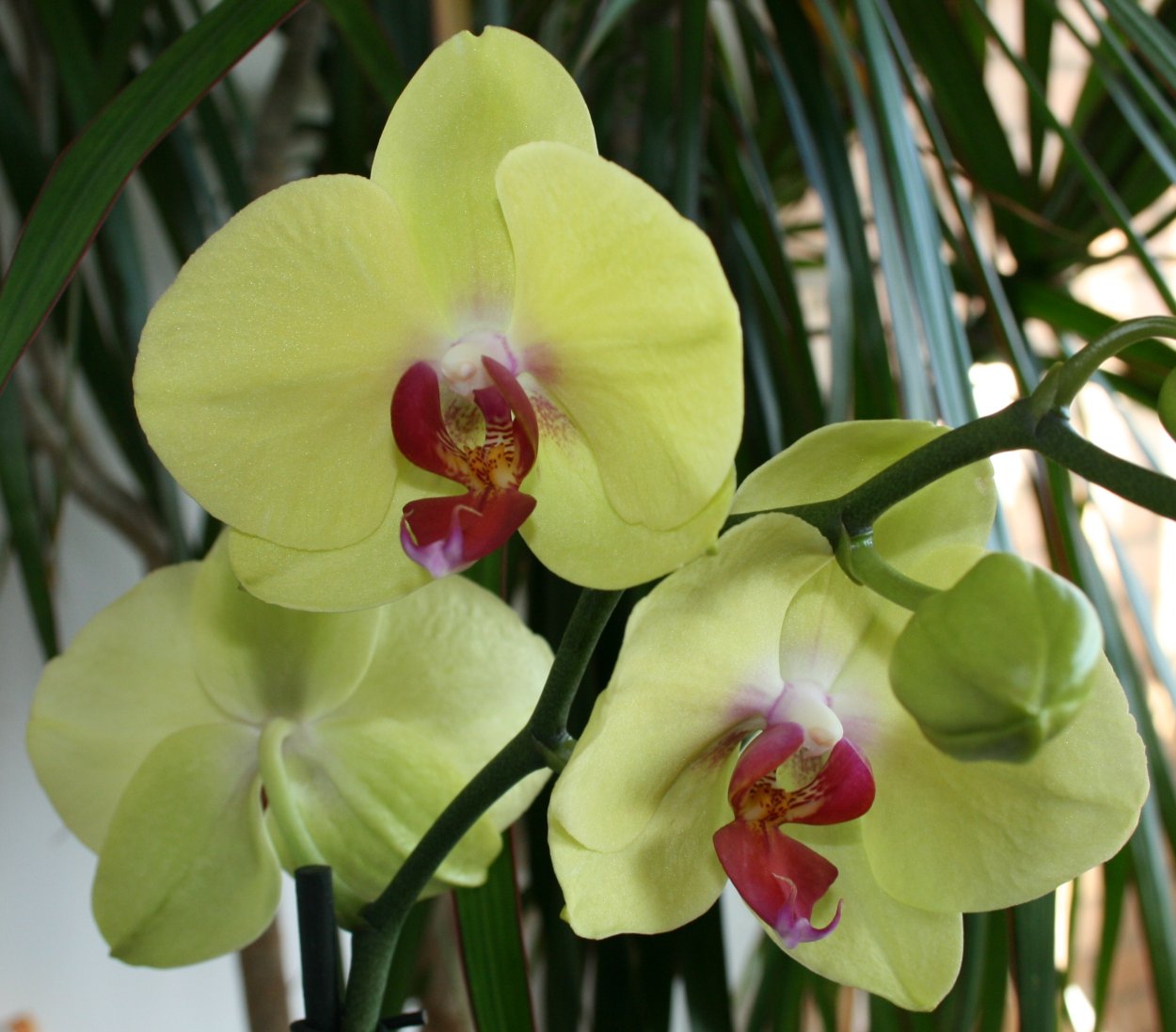 Орхидея кандела