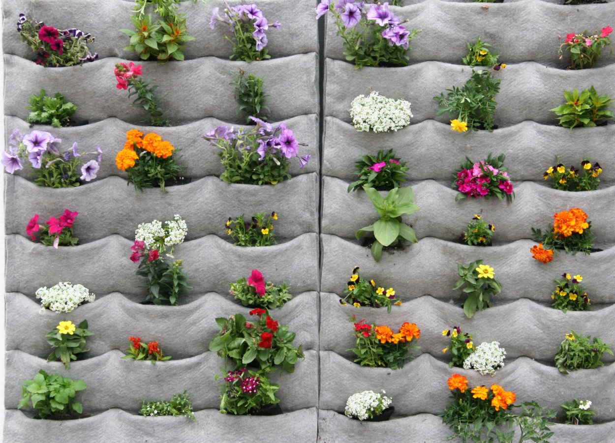 Грядки с цветами