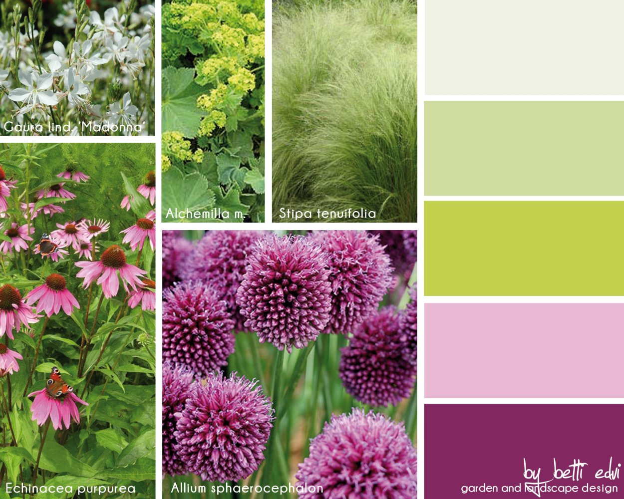 Цветовые сочетания в цветнике