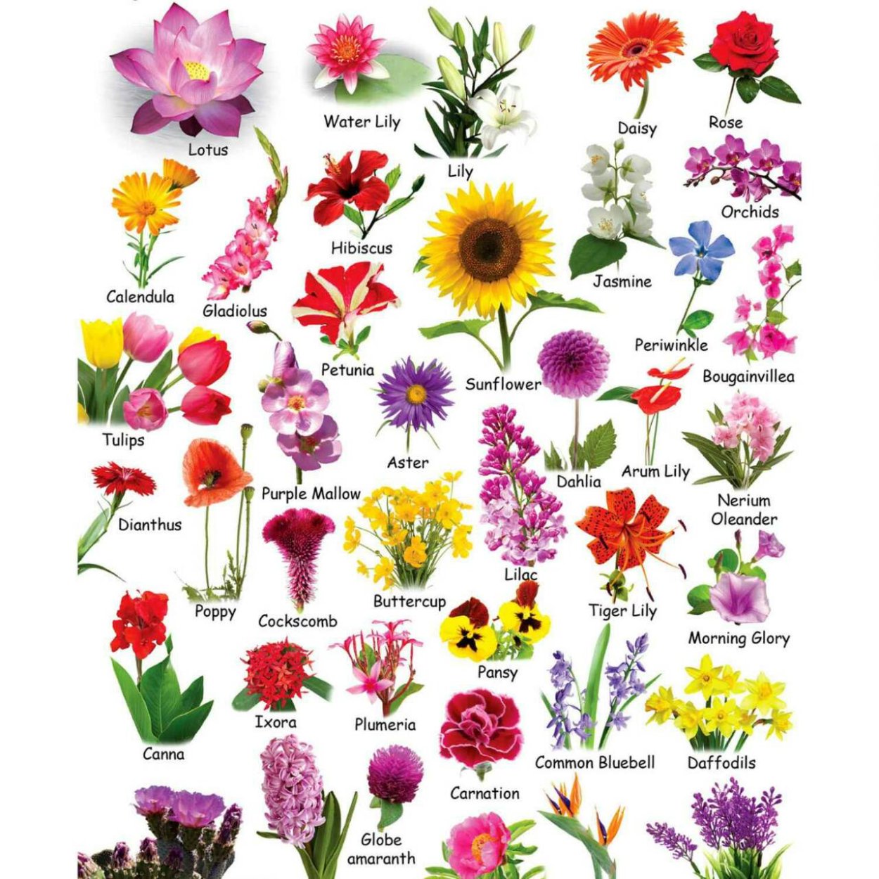 Названия цветов