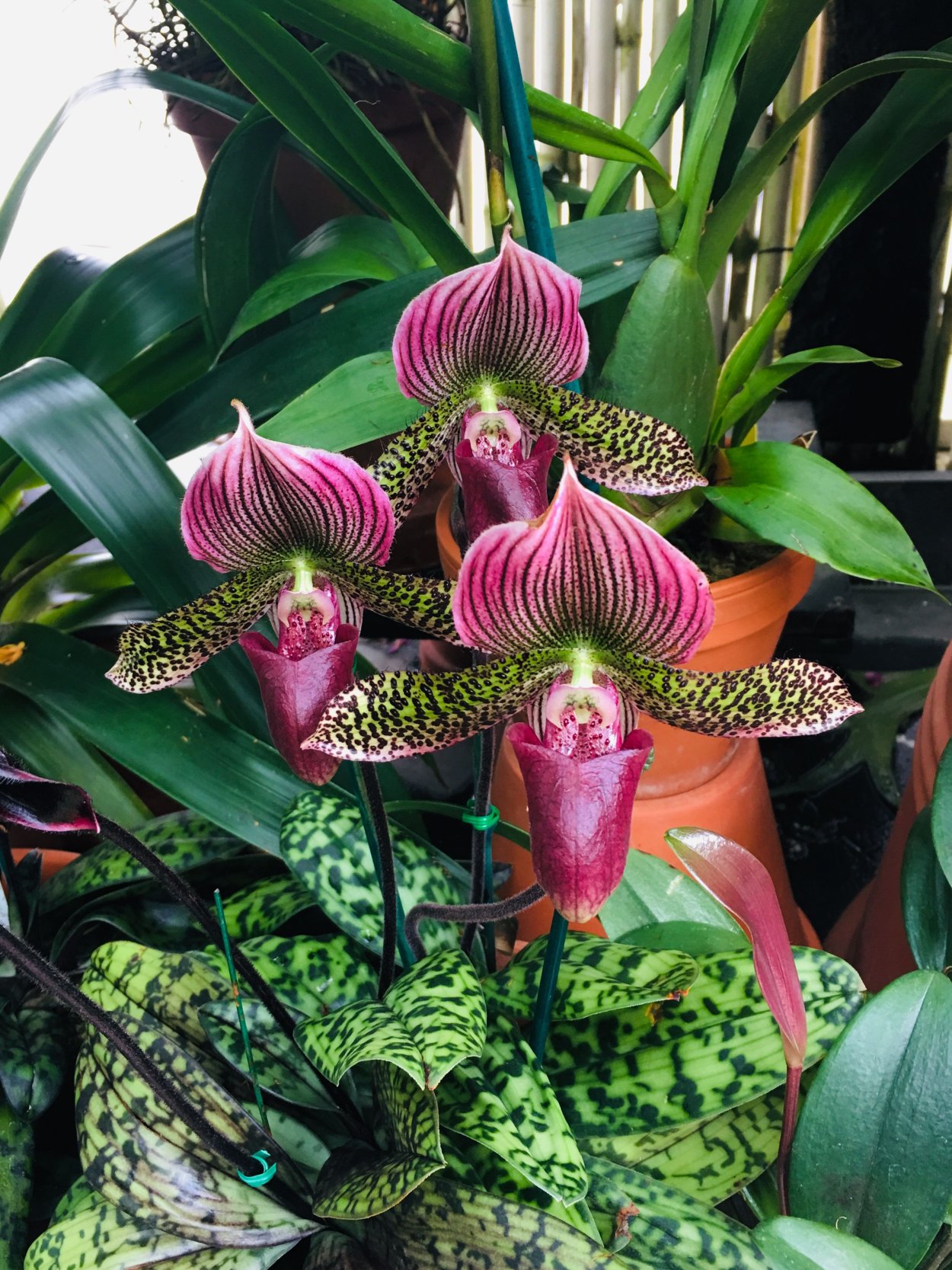 Необычные сорта орхидей