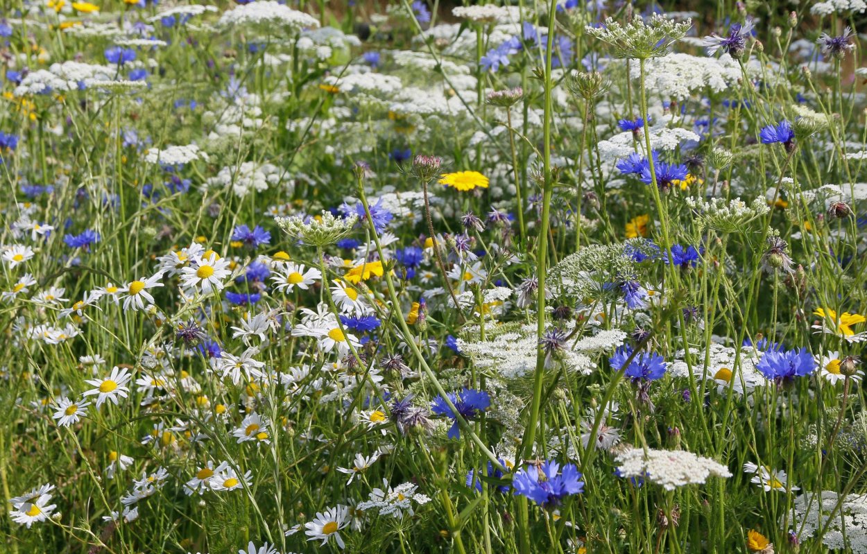 Полевые цветы севера