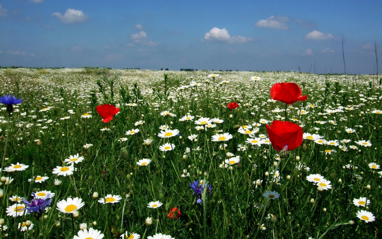 Полевые цветы
