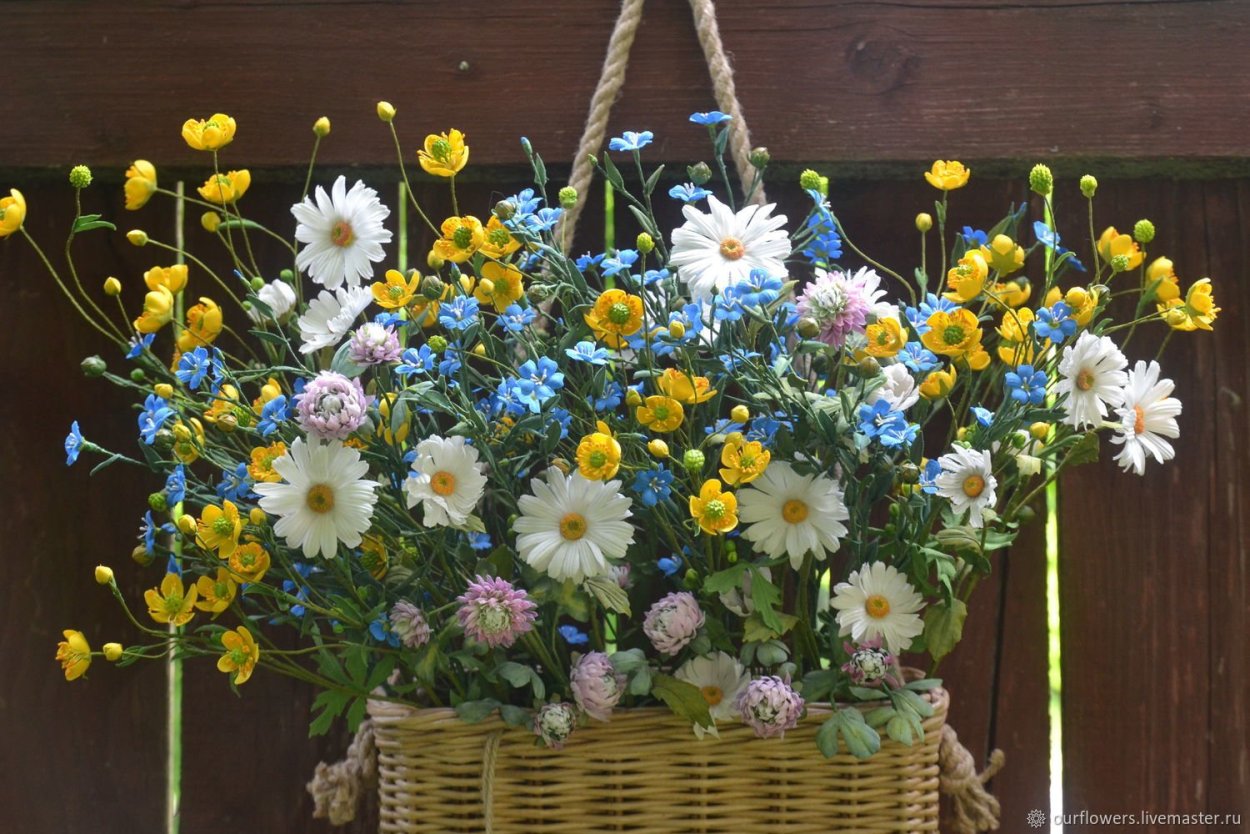 Ромашка Сибирская