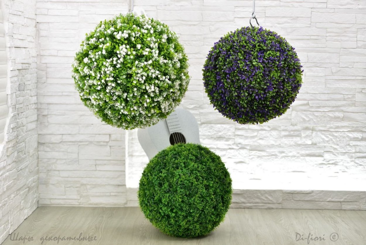 Хризантема Ребонет