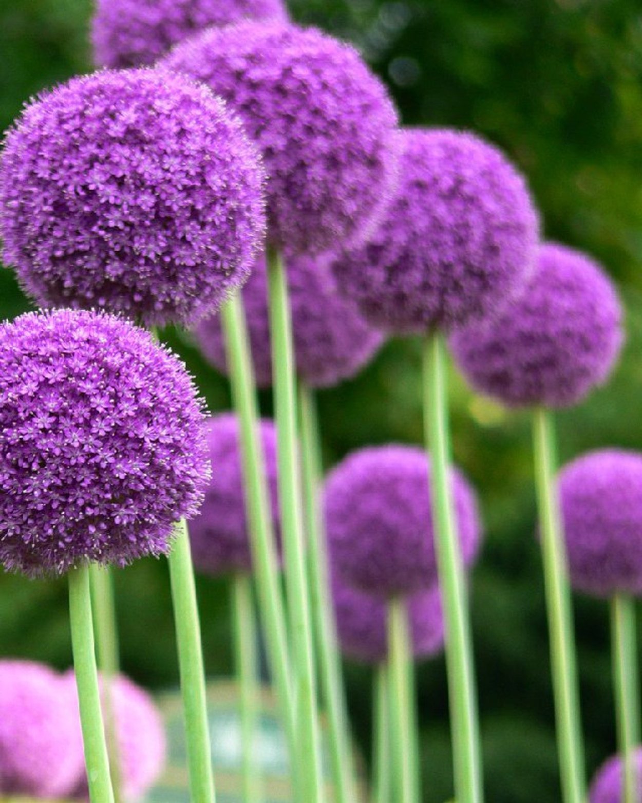 Хрустальный шар