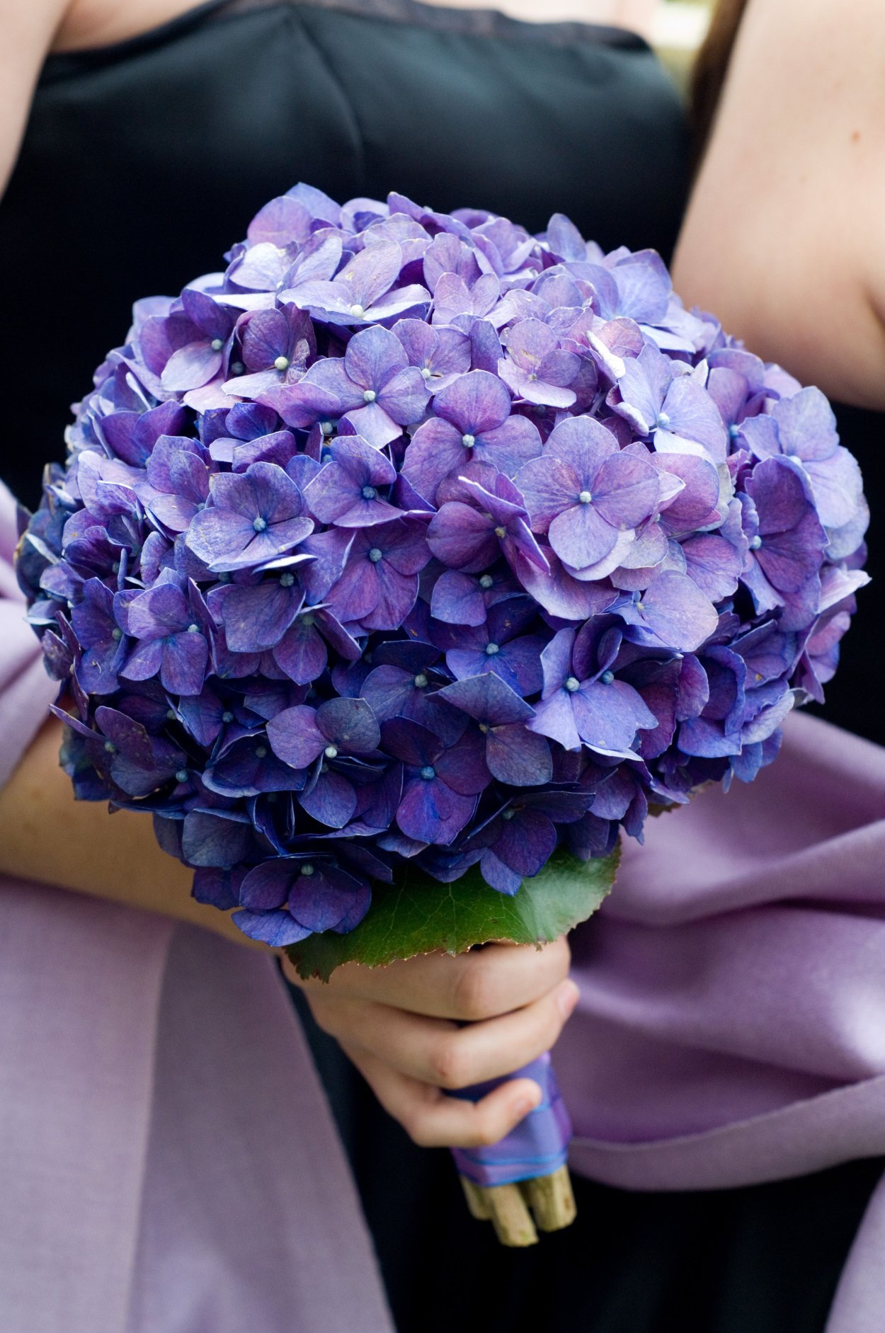 Туя шаровидная и самшит