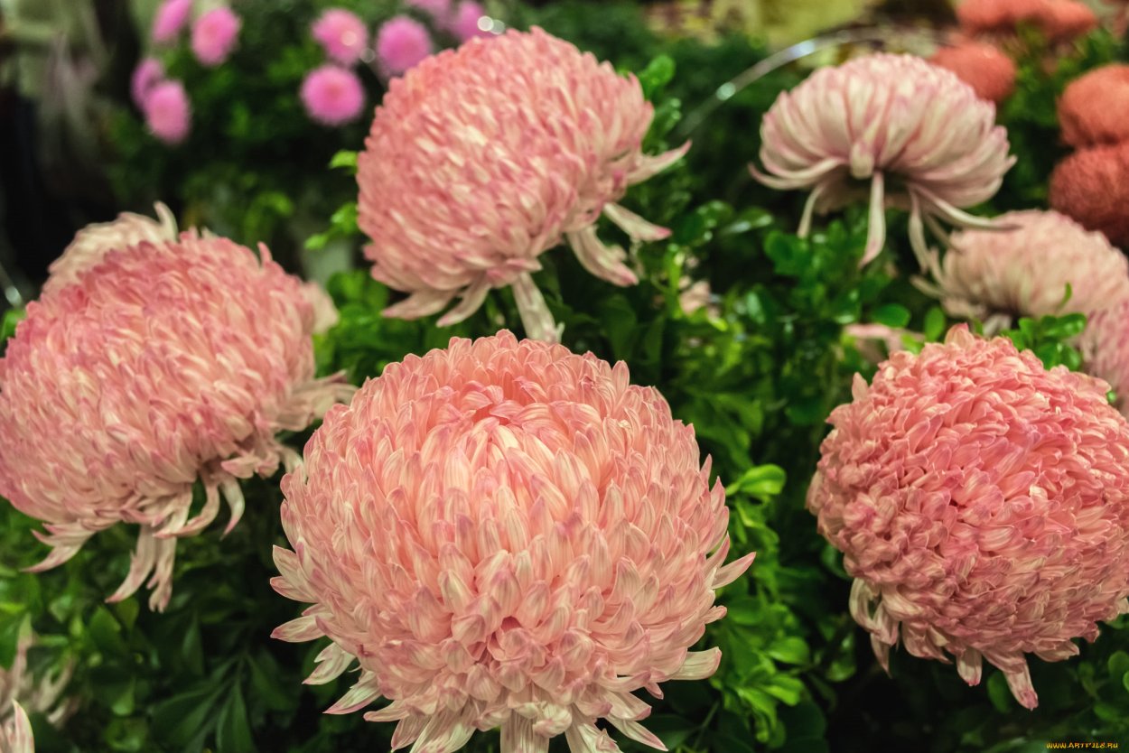 Гортензия крупнолистная синяя