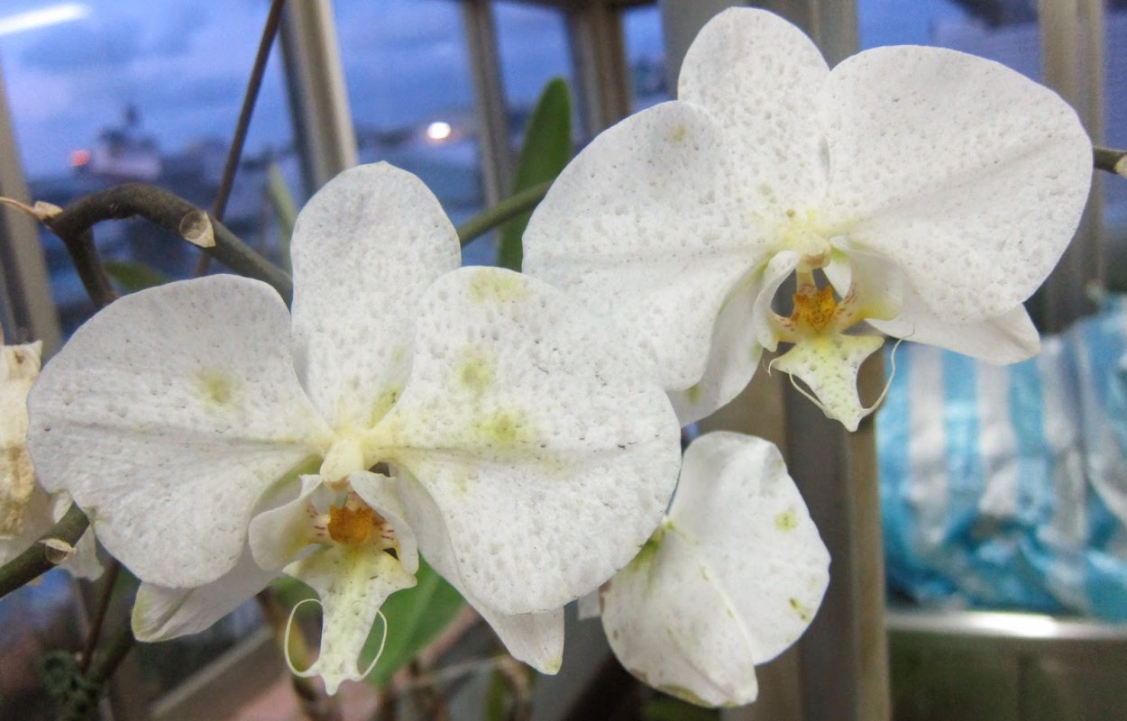 Серая гниль фаленопсис