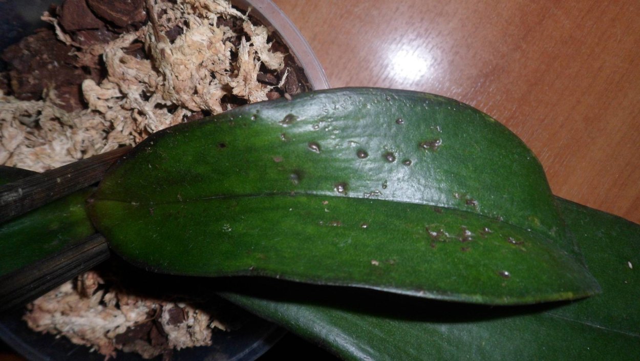 Антракноз орхидей фаленопсис