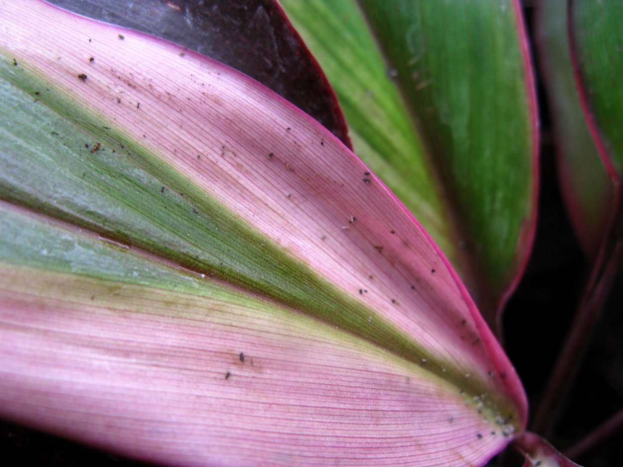 Кордилина трипсы