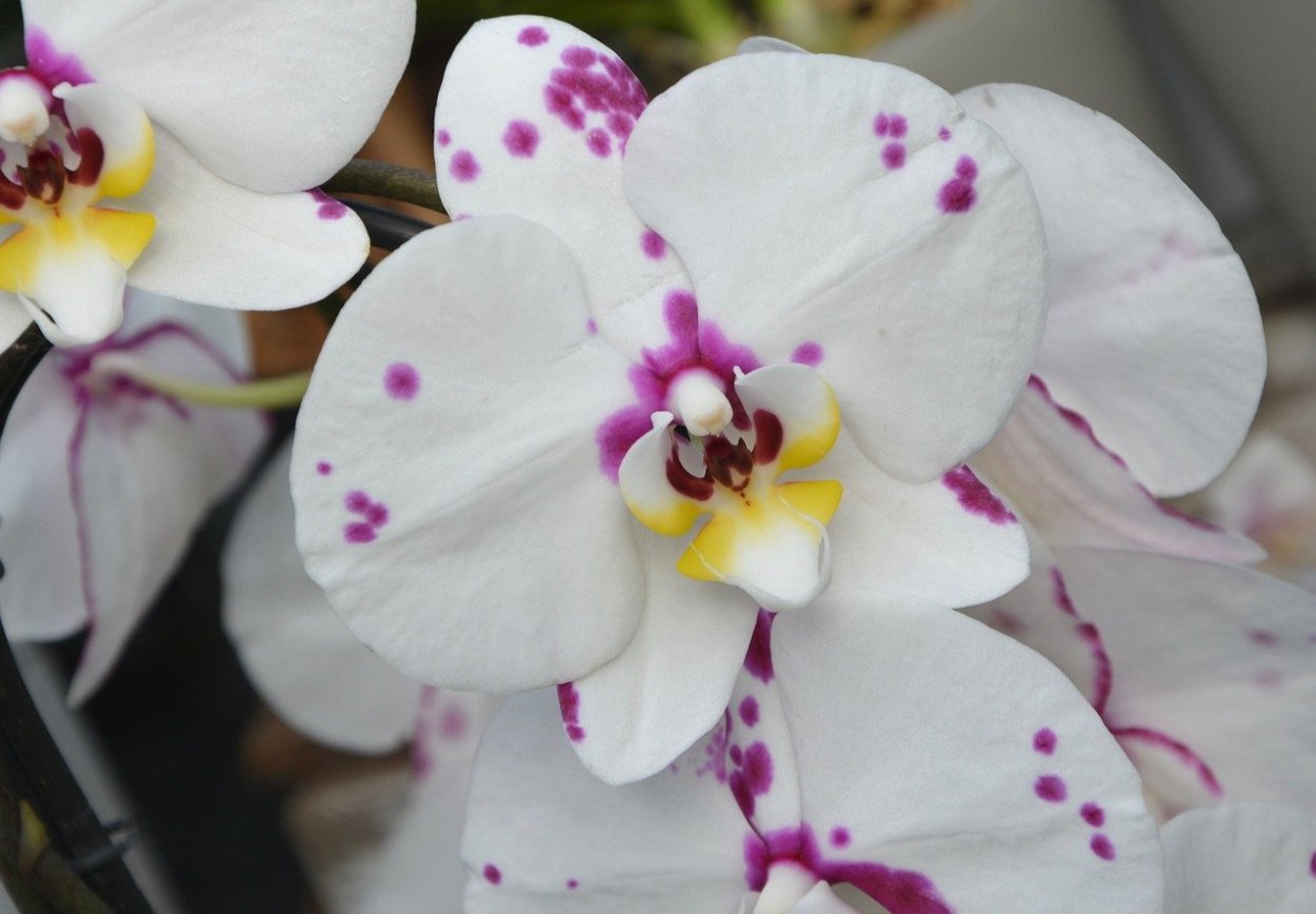 Орхидея Phalaenopsis Kellion