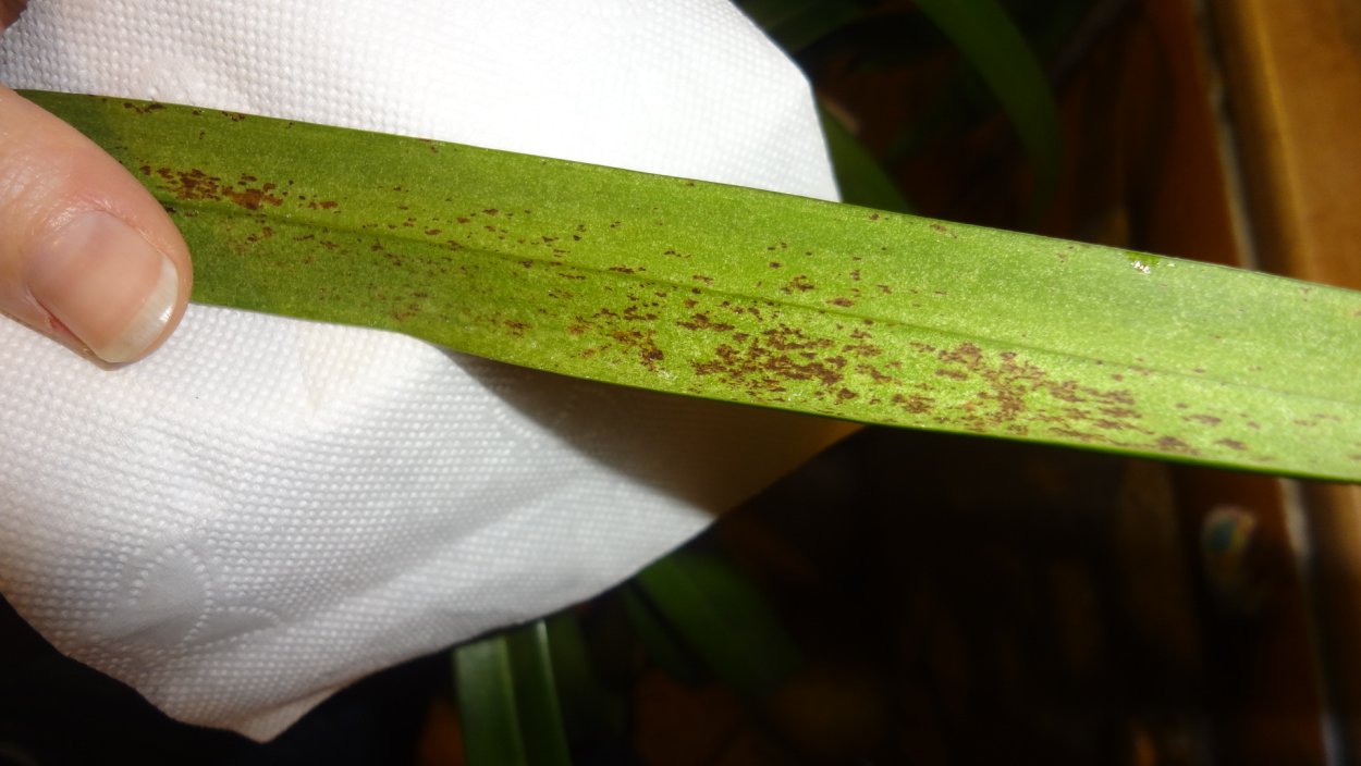 Цимбидиум вирусная мозаика