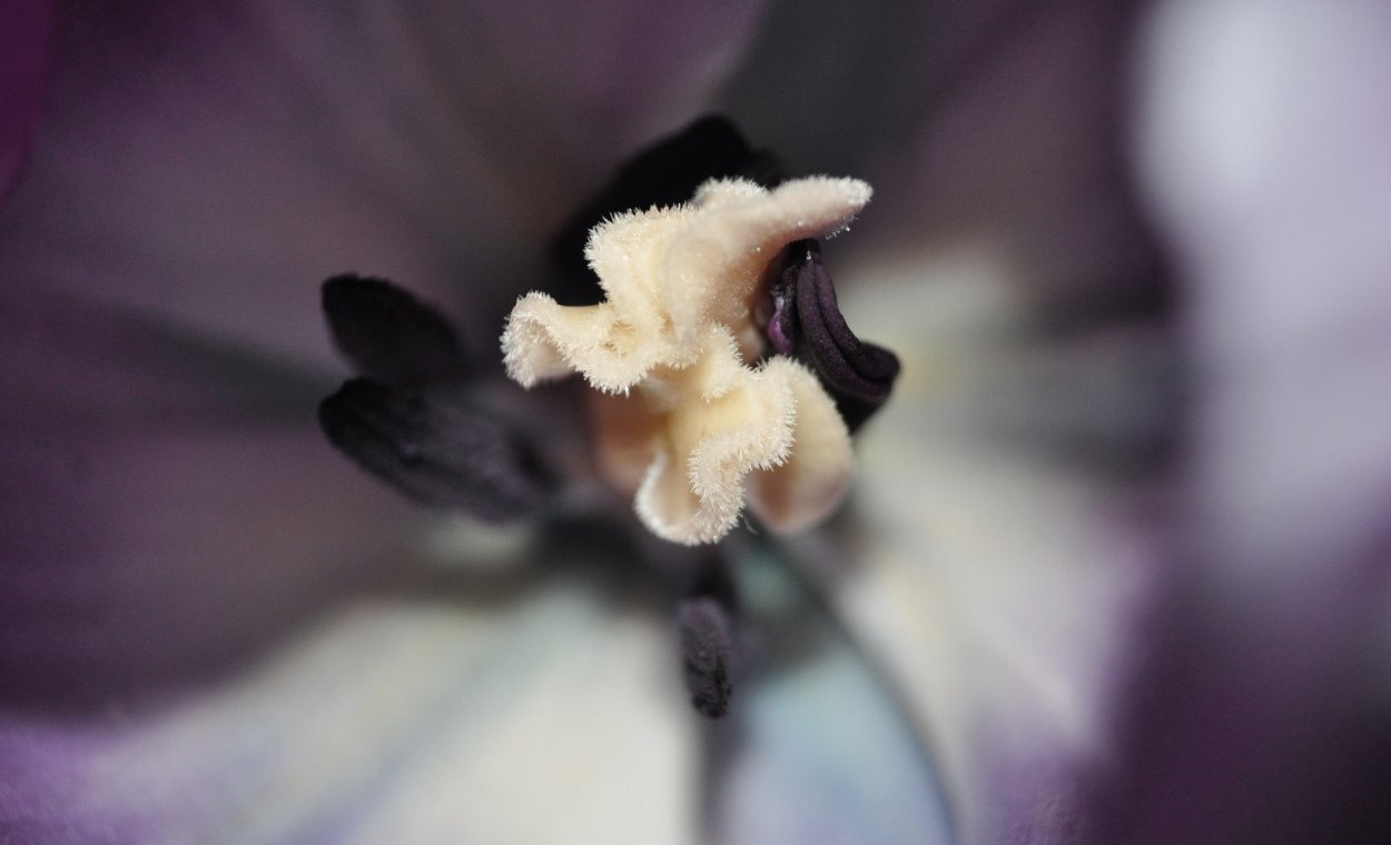 Фиолетовые цветы с белыми пестиками