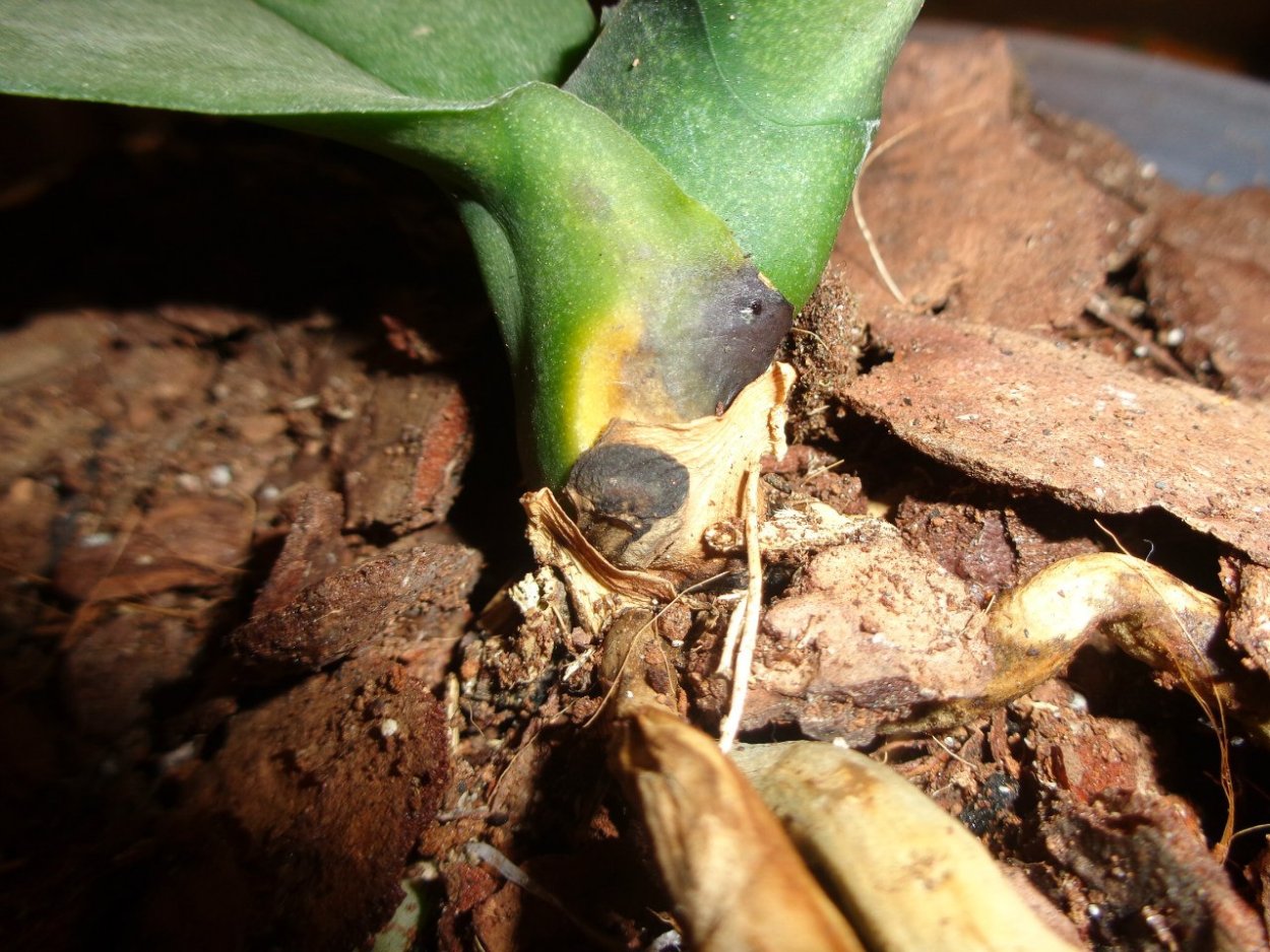 Гниль орхидей фаленопсис