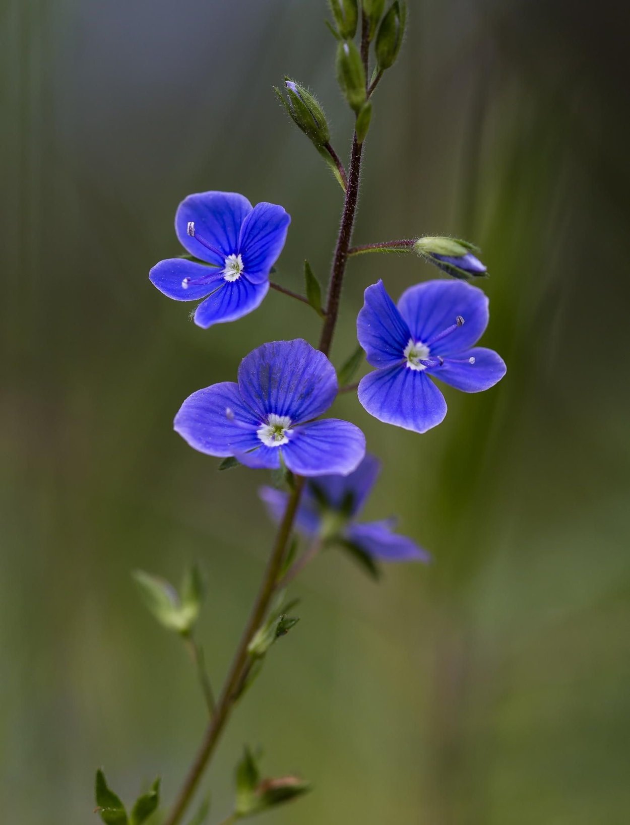 Цветок Вероника Дубравная