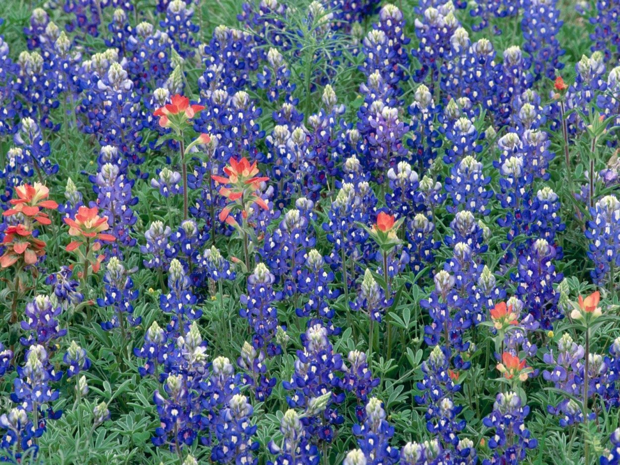 Васильки и колоски