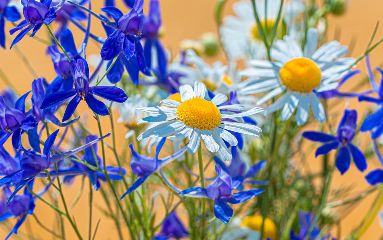 Растения Луга Василек синий полевой