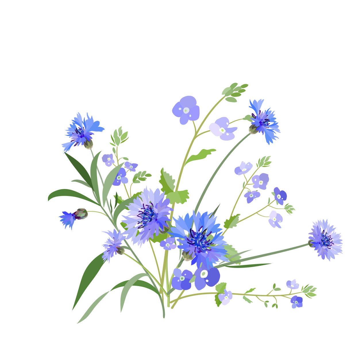 Незабудка Полевая (Myosotis arvensis (l.) Hill)