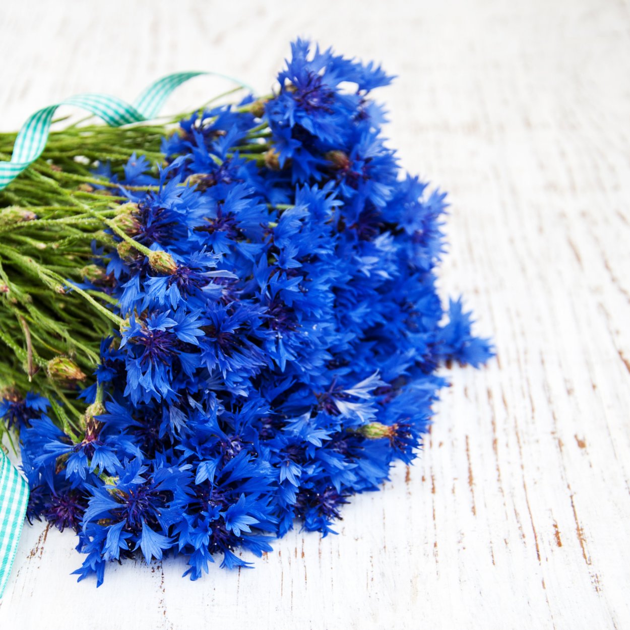 Вероника растение