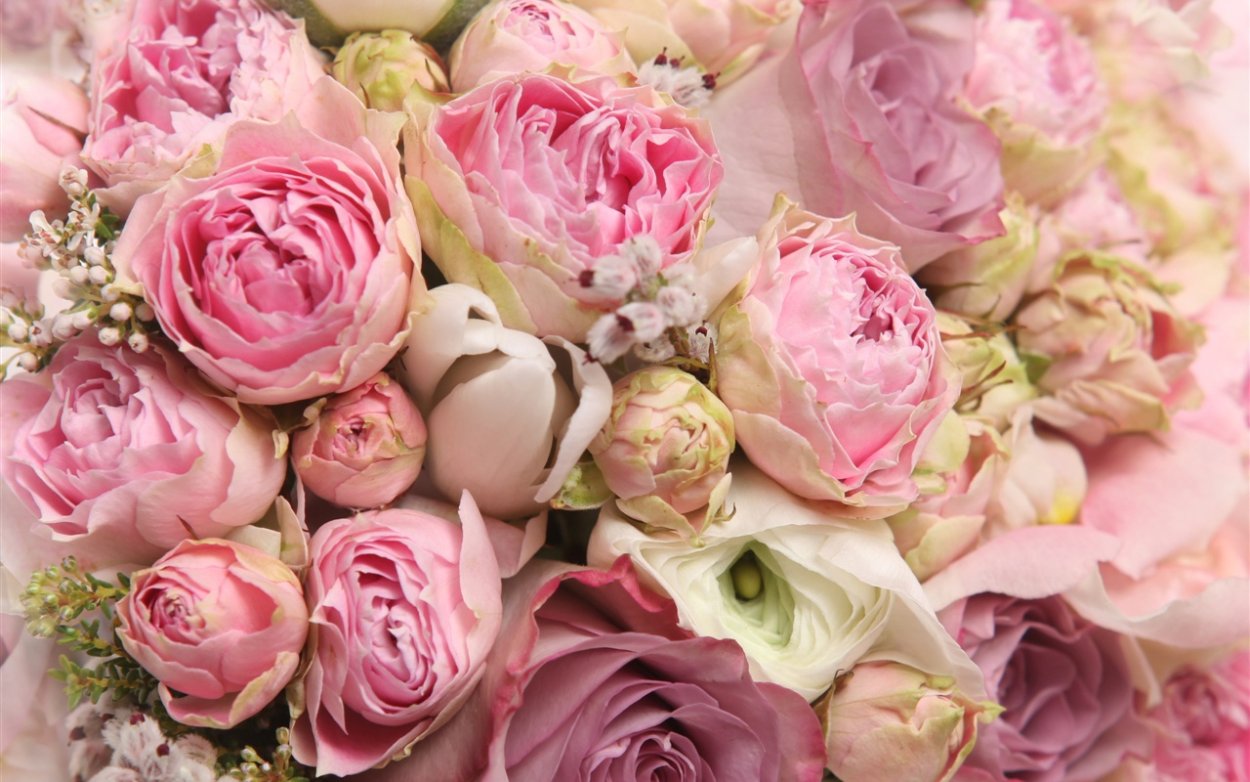 Нежные розовые цветы