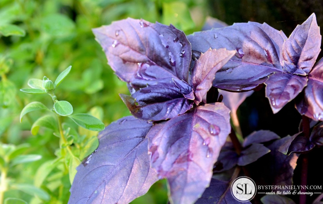 Реган армянский базилик