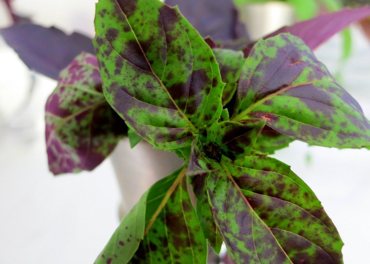 Риган растение