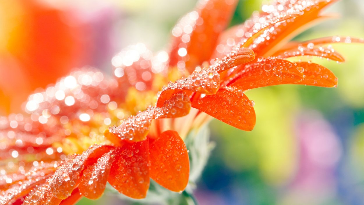 Фиолетовые цветы