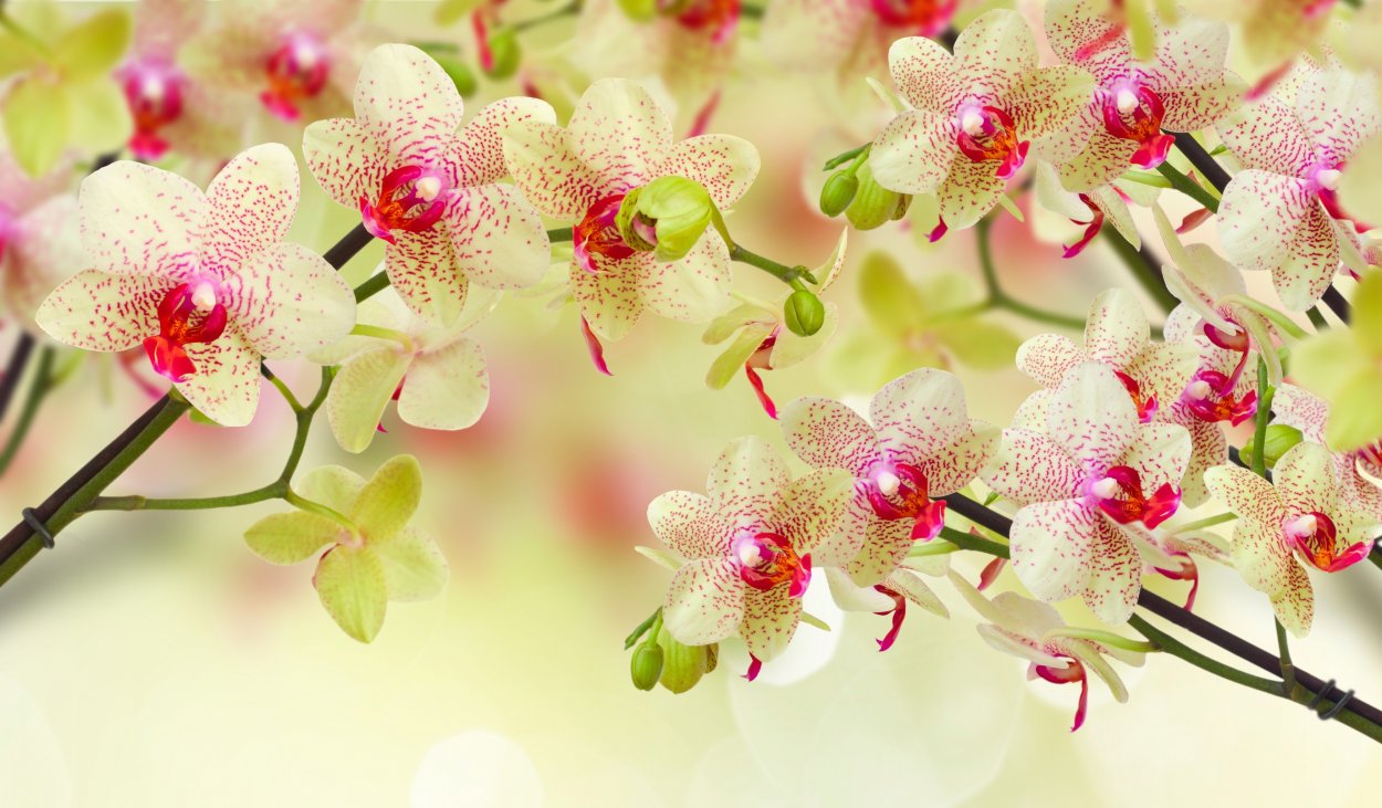 Цветы макро