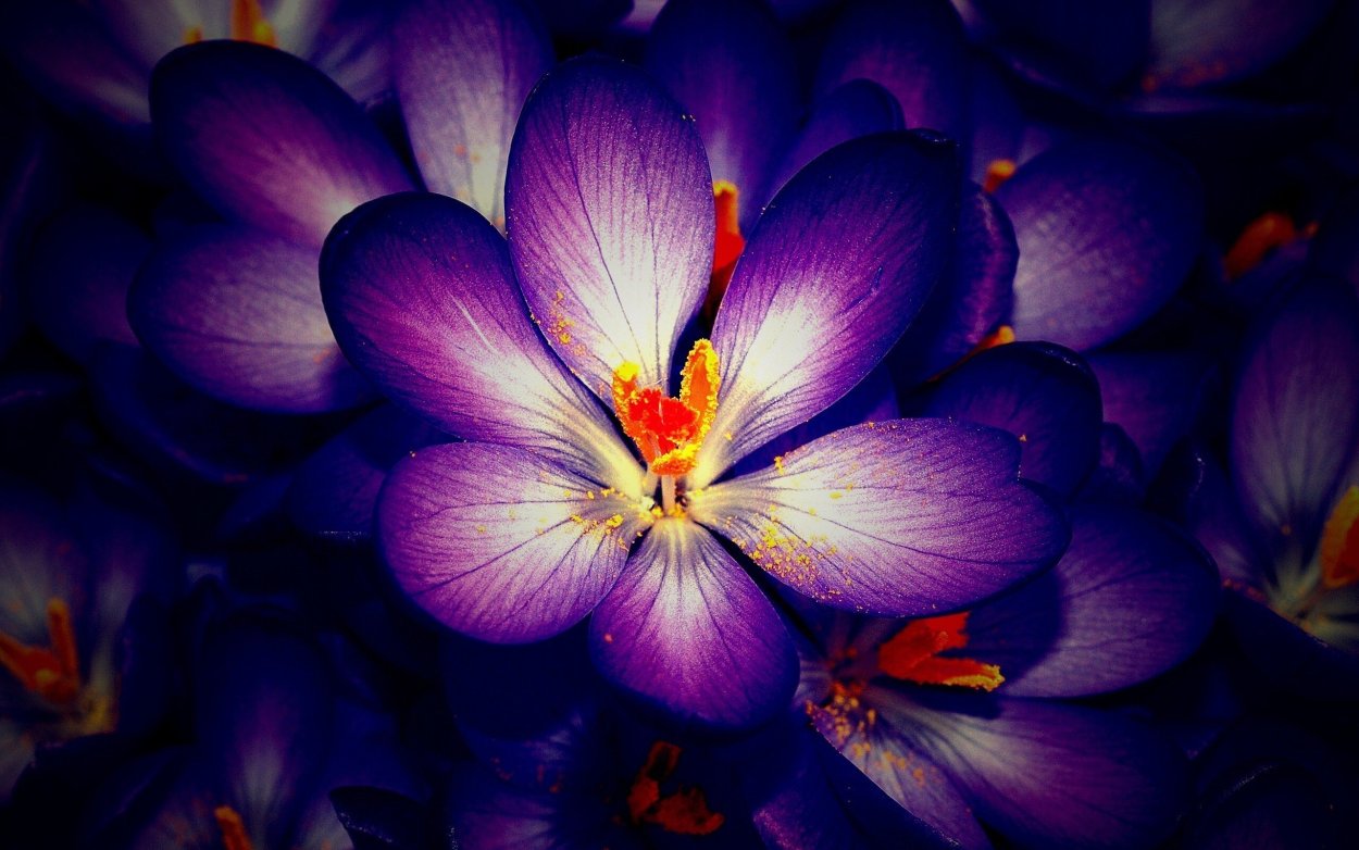 Текстура цветы