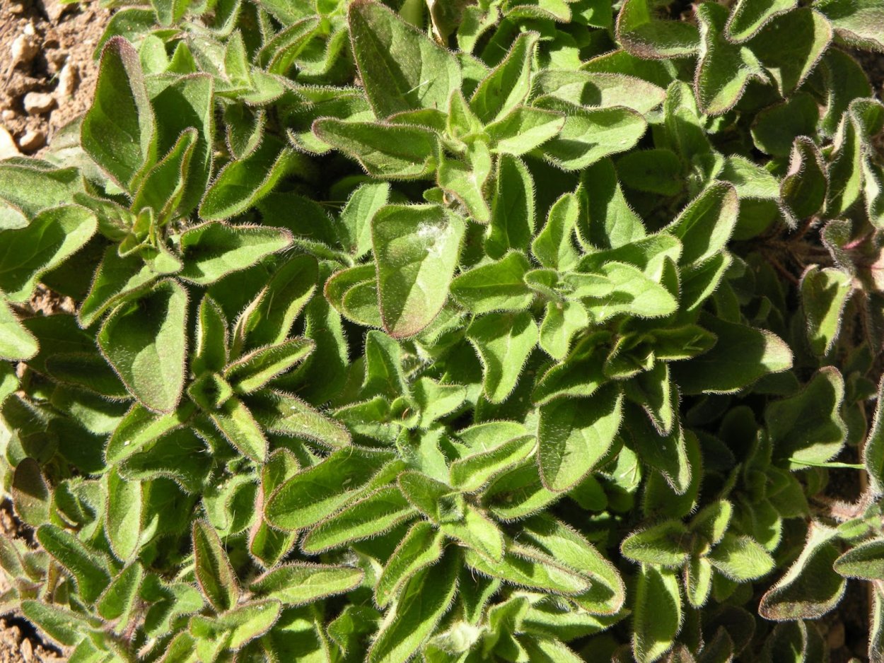 Базилик мятолистный