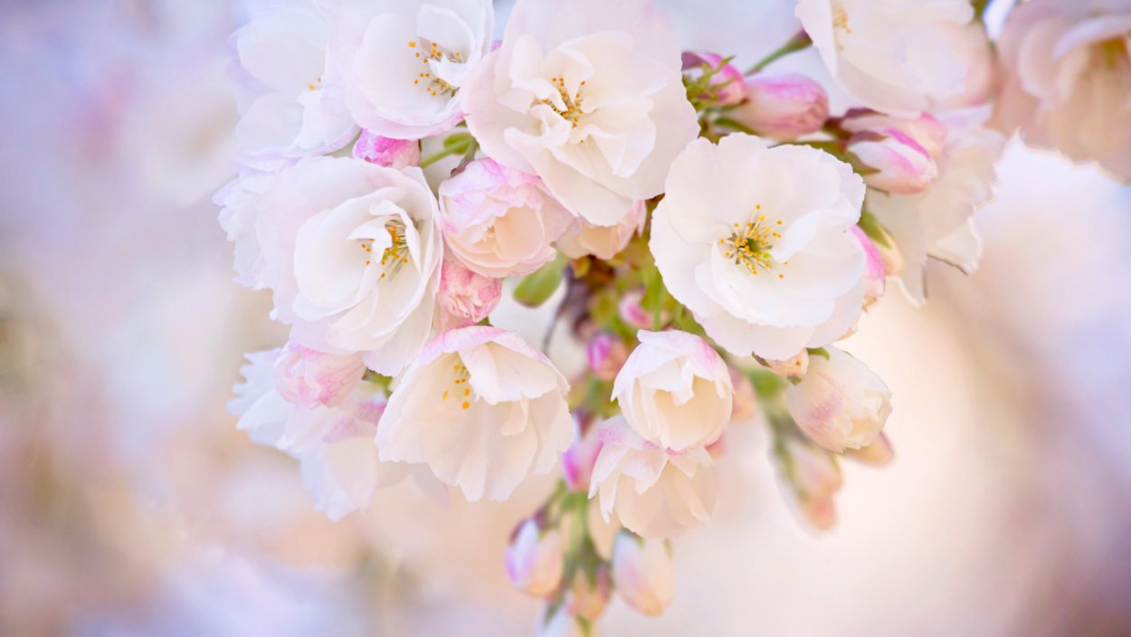 Космея – Pink Cosmos