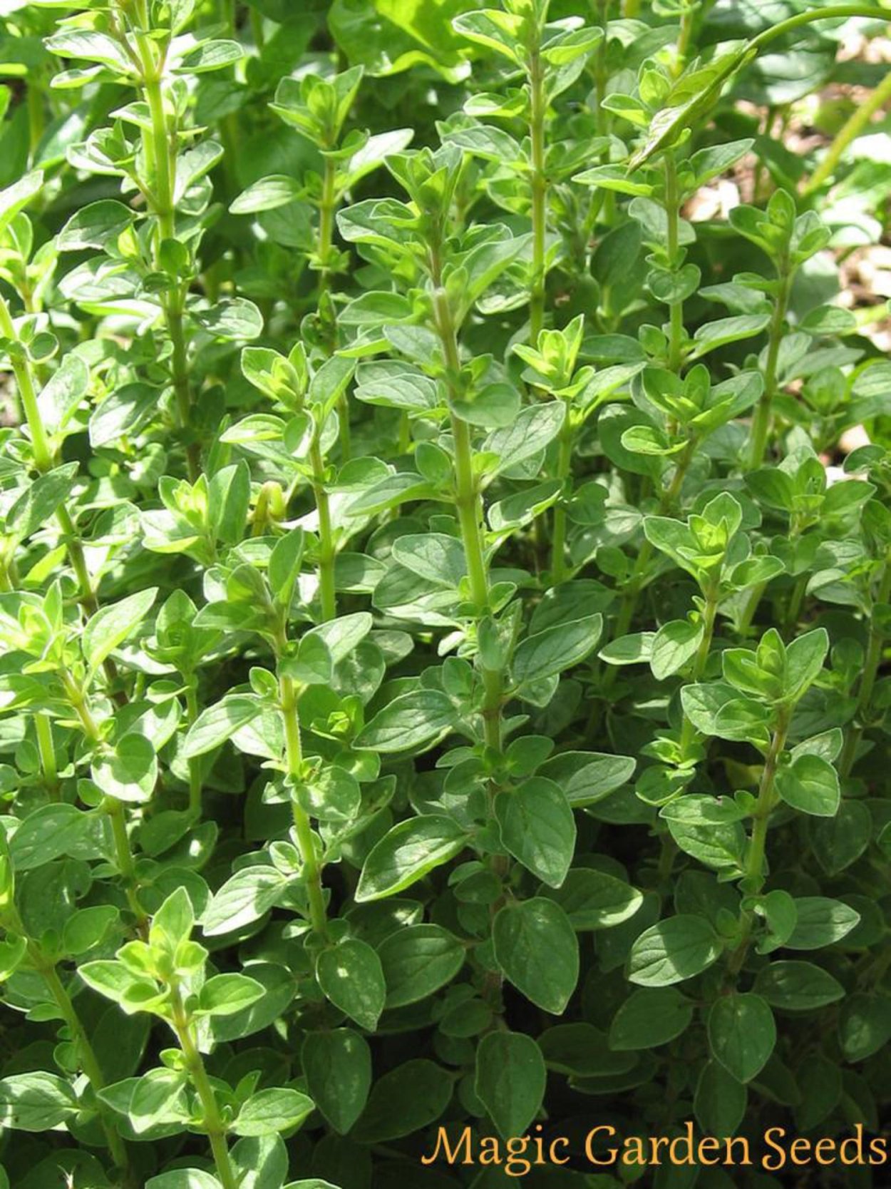 Орегано веточка