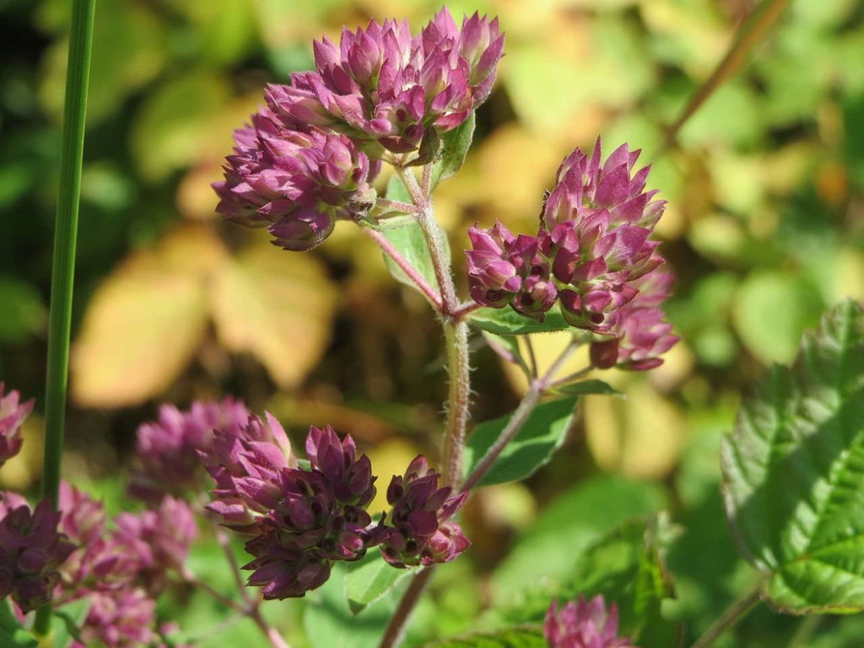 Бриджит Риган 2021